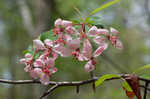 Southern crabapple